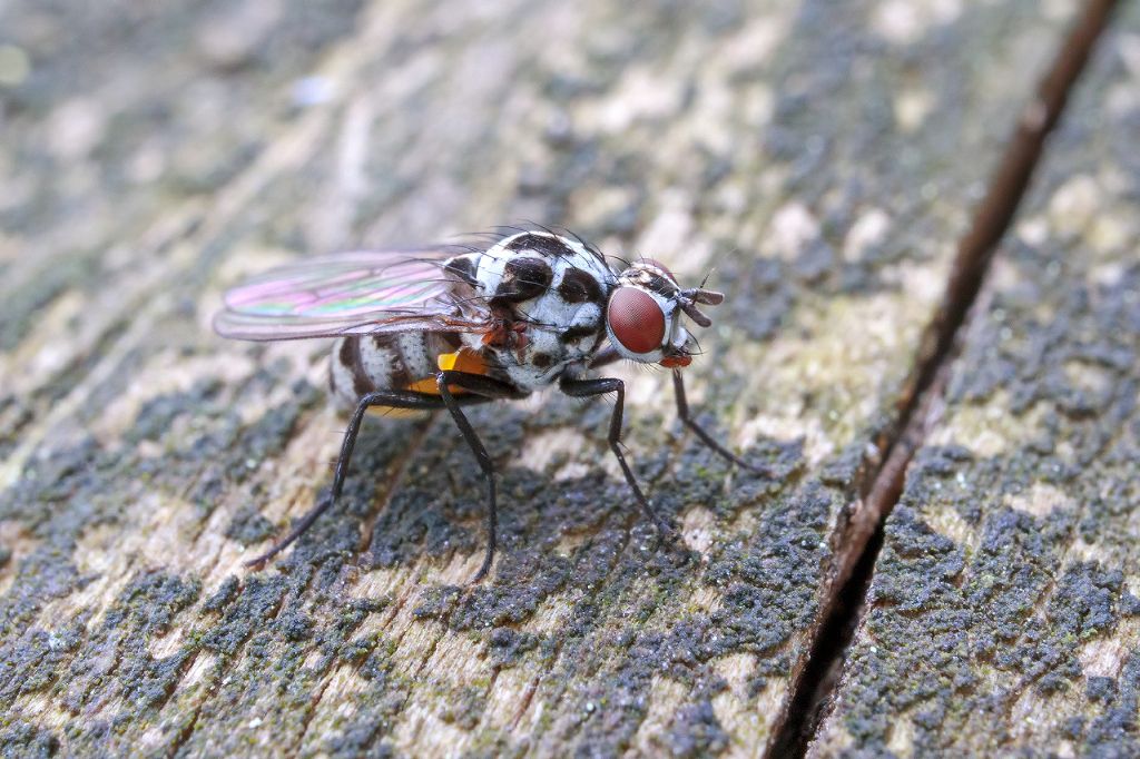 Anthomyia?